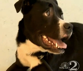 Rondo is back at the Flagler Humane Society after being found on I-95 in Florida.