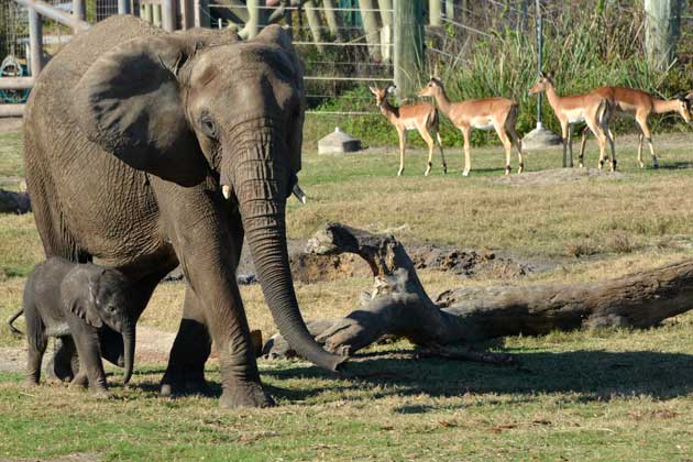 baby elephant at zoo