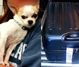 A Chihuahua is now safely back home after being found by the TSA in his owner's suitcase.