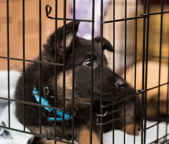 puppy crate training crying at night