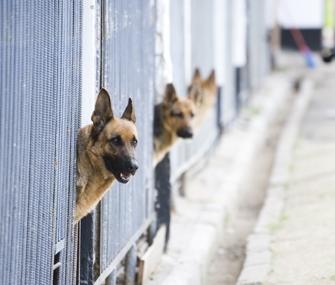 German shepherds in a kennel