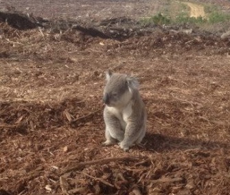Authorities in Australia rescued this koala, who was confused when forest where he lived was cleared.