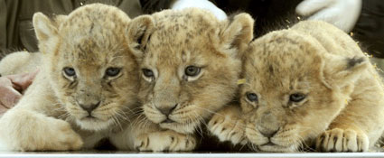 German lion cubs are named for Lion King characters