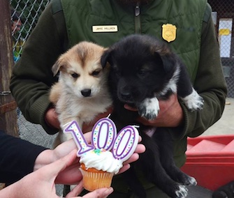 pet scoop denali pups party for the parks 100th seal hops aboard