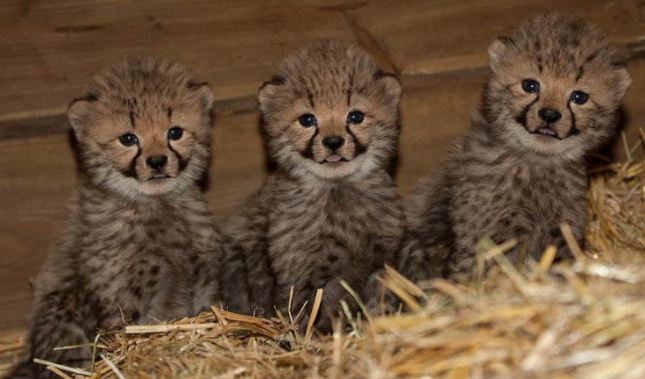 Cheetah triplets at Burgers' Zoo 645