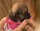 Beyonce the puppy was on Today last week.