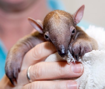 The staff at the Denver Zoo stepped in to help save the life of a newborn Southern tamandua.