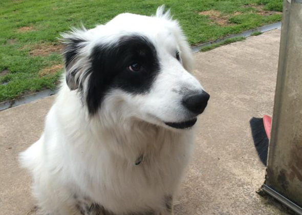 Dogs with cool coats Clearance