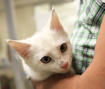 Miracle, who was rescued from under a car hood, has been adopted and renamed Luna.
