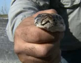 Python in Everglades