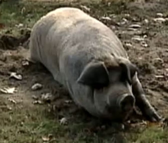 Colby the pig led her caretakers to the family's missing and injured cat, Gumbo.