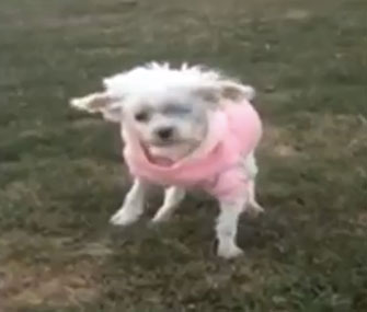 Lizzy, who spent her life in a puppy mill, walks on grass for the first time.