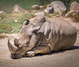 Angalifu died Sunday at age 44 at the San Diego Zoo Safari Park, leaving only five surviving northern white rhinos in the world.