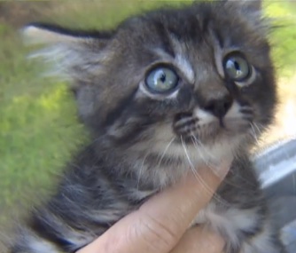 A "lucky" kitten escapes the Texas floods and survives a 3-hour ride under the hood of a car.