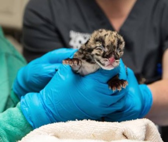 A special clouded leopard cub was born at the Nashville Zoo on March 1.