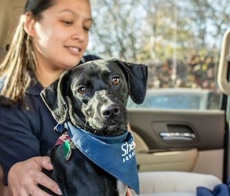 Peach the rescue dog is getting a second chance at life at the Shedd Aquarium in Chicago.