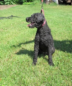 Molly the Kerry Blue Terrier