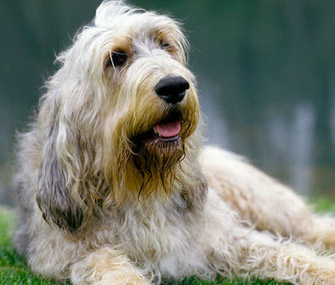 Otterhound on Grass