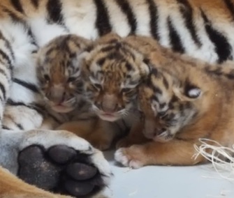 Three tiger cubs are thriving with their mom at the Milwaukee County Zoo.