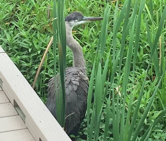An animal control officer waded into wetlands to save a great blue heron who was bitten by a snapping turtle.