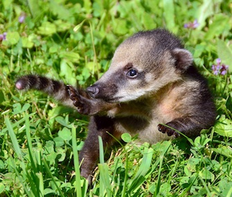 Coati pup