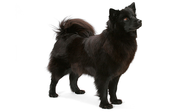 swedish lapphund dog
