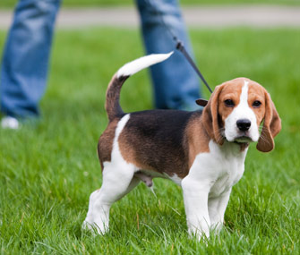 Puppy on leash