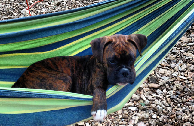 Nitto the Boxer puppy naps in a hammock