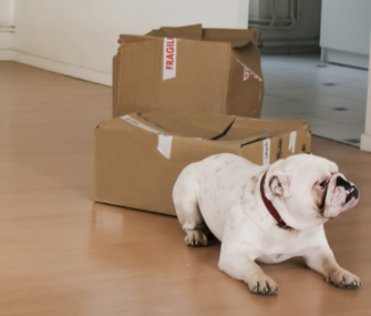 bulldog and moving boxes