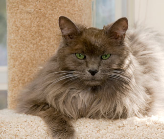 Senior Cat