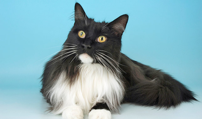 Maine Coon Cat Breed Information