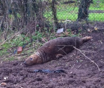 Police and animal rescue groups came to the aid of a wayward seal found in a field in England Monday.