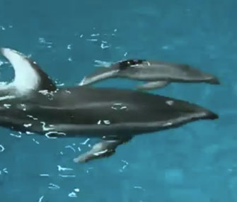 A newborn dolphin swims alongside her mother at the Shedd Aquarium in Chicago.
