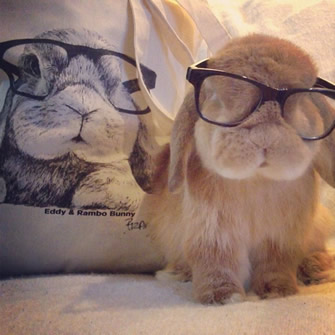 bunnymama Rambo Hipster Bunny
