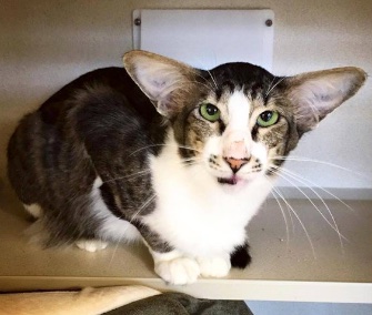 Kylo Ren was quickly adopted from a New Jersey shelter after his photo went viral.