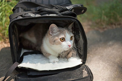 cat in a carrier