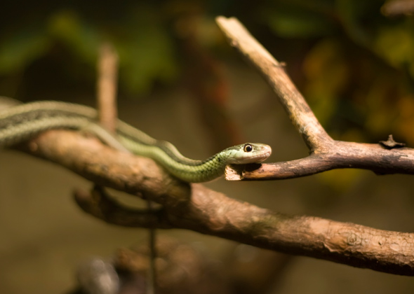 20 Animals That Are Almost Extinct