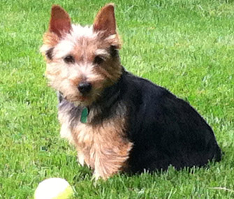 Cute Pet of the Week, January 13, 2012