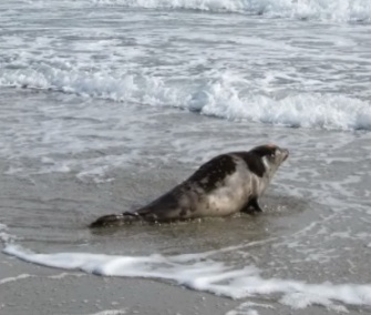 Snow, a juvenile harp seal, was released into the cold Maine waters after a month of rehabilitation.