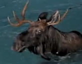 Moose stuck in a swimming pool