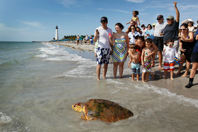 Sea Turtle Crowd