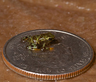 The endangered limosa harlequin frog has been bred in captivity for the first time.