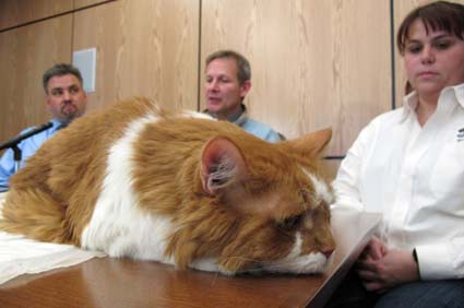 Cat on table at news conference