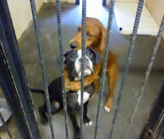 This photo of the hugging pups helped get them rescued from a rural Georgia shelter Monday.