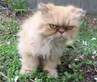 A home inspector came to the rescue of a grumpy-looking kitten he found during an inspection.