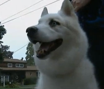 Zander, a husky mix, walked two miles to find his hospitalized owner.