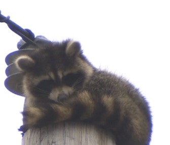 Utility workers saved a stuck raccoon from the top of a power pole.