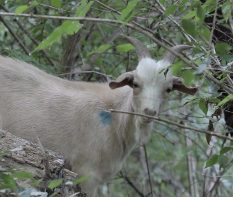 Goats have lots of work to do at the Congressional Cemetery in Washington.