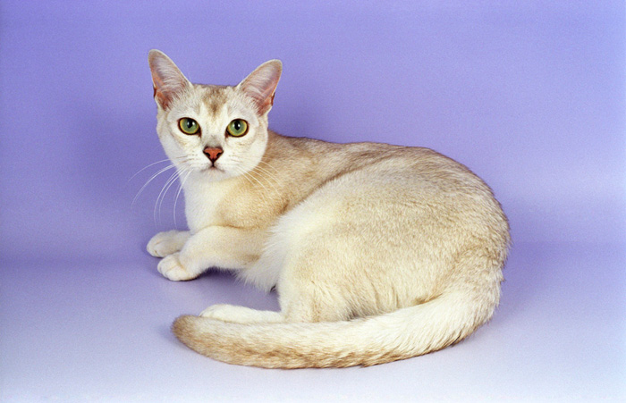 Burmilla Cat Breed Information