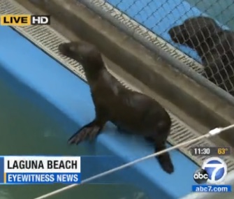 Some sea lions at the Pacific Marine Mammal Center were poisoned with chlorine just before they were ready for release.
